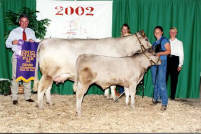 Corey progeny at the Ohio State Fair