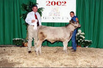 Corey progeny at the Ohio State Fair