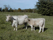 Spectrum Farm Murray Grey Beef Cattle