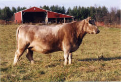 Spectrum Farm Murray Grey Cow