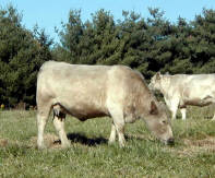 Spectrum Farm Murray Grey Cow