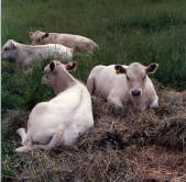 Spectrum Farm Murray Grey Calves