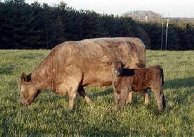 Spectrum Farm -- Murray Grey Cow-Calf Pair