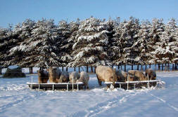 Spectrum Farm Murray Grey Beef Cattle in Winter