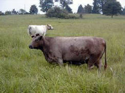 Spectrum Farm Cows in Switchgrass